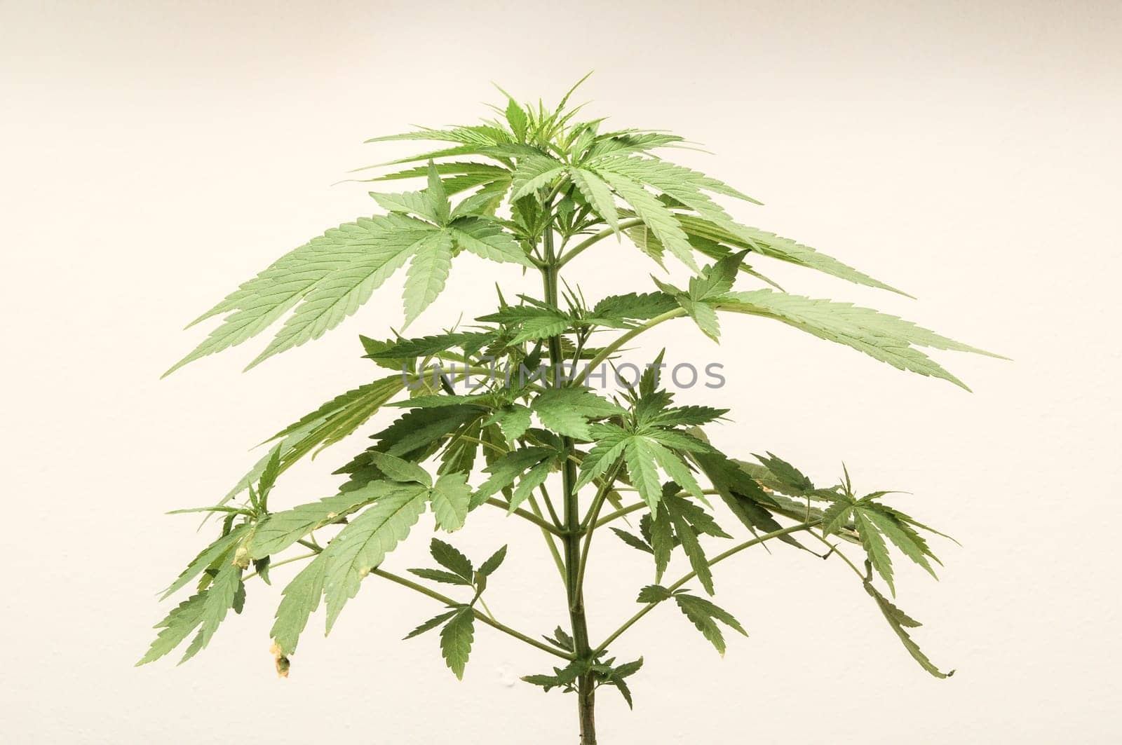 Young Green Leaf Cannabis Indica Plant Marijuana