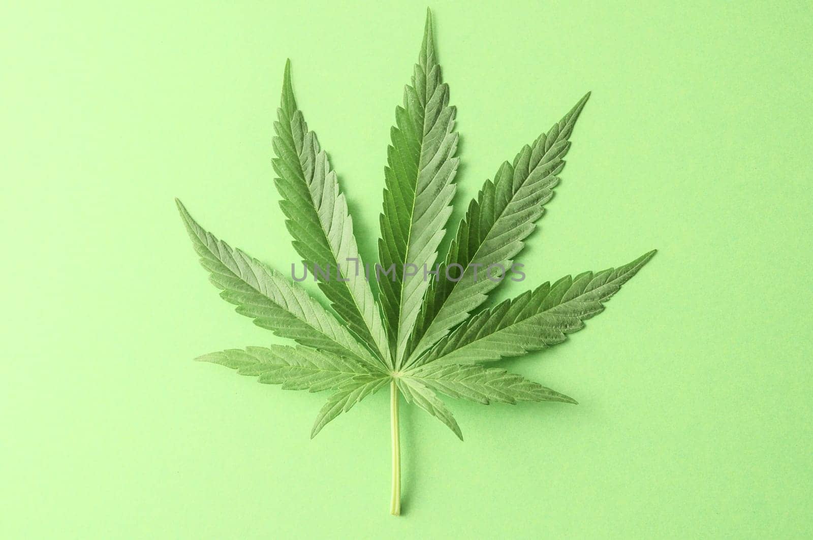Green Fresh Marijuana Leaf with Seven Tips