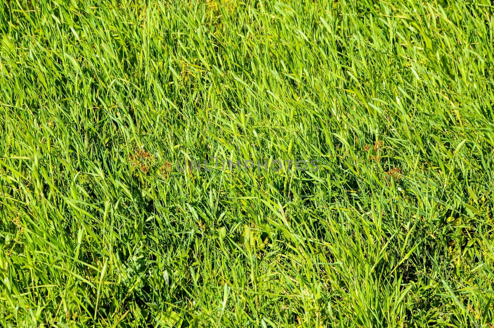 Texture Grass Background Pattern on an Isolated Field