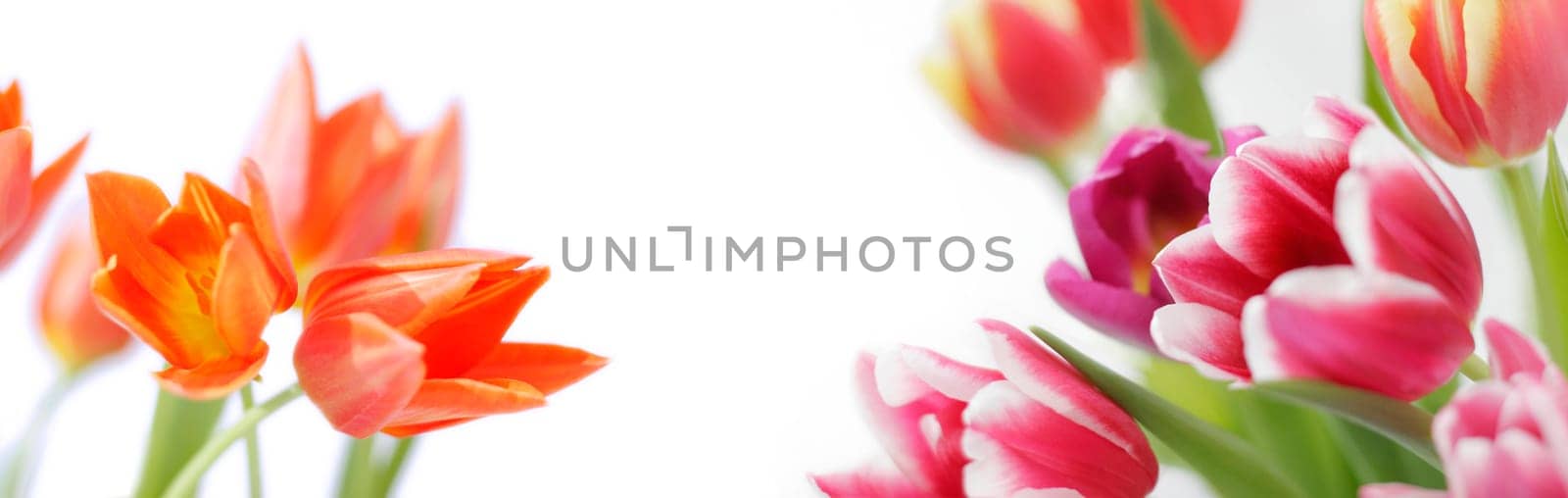 tulips on white background