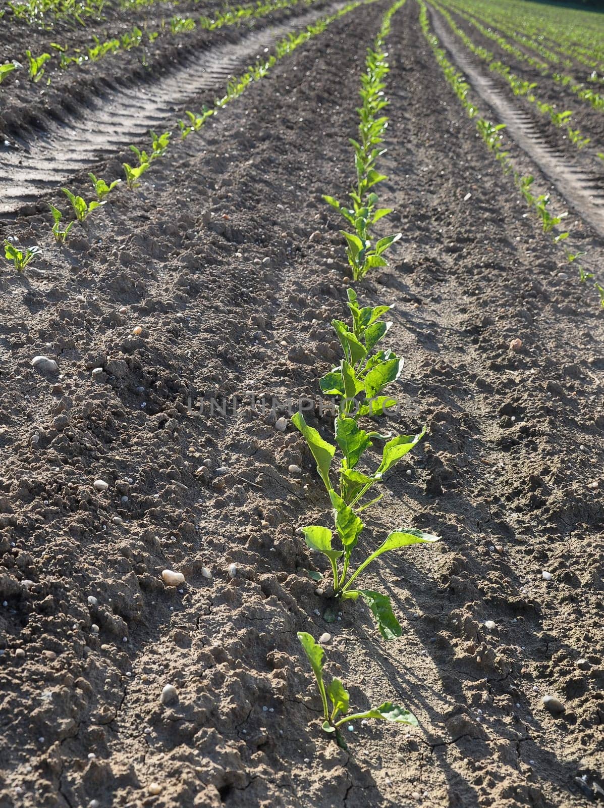 Sugar beet field (Beta vulgaris subsp. vulgaris)