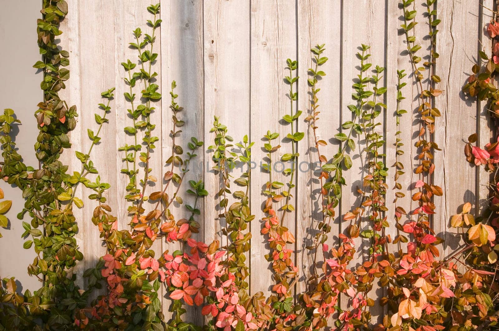 heredital colorful tendril plants on a wall in the light of the evening sun