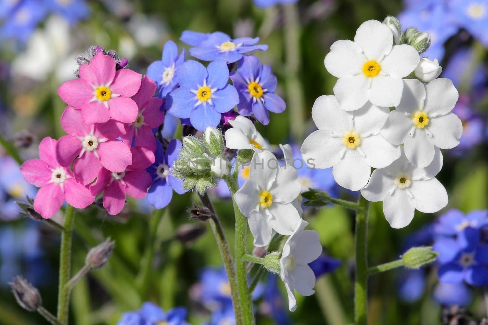 Forget-me-not in three colors