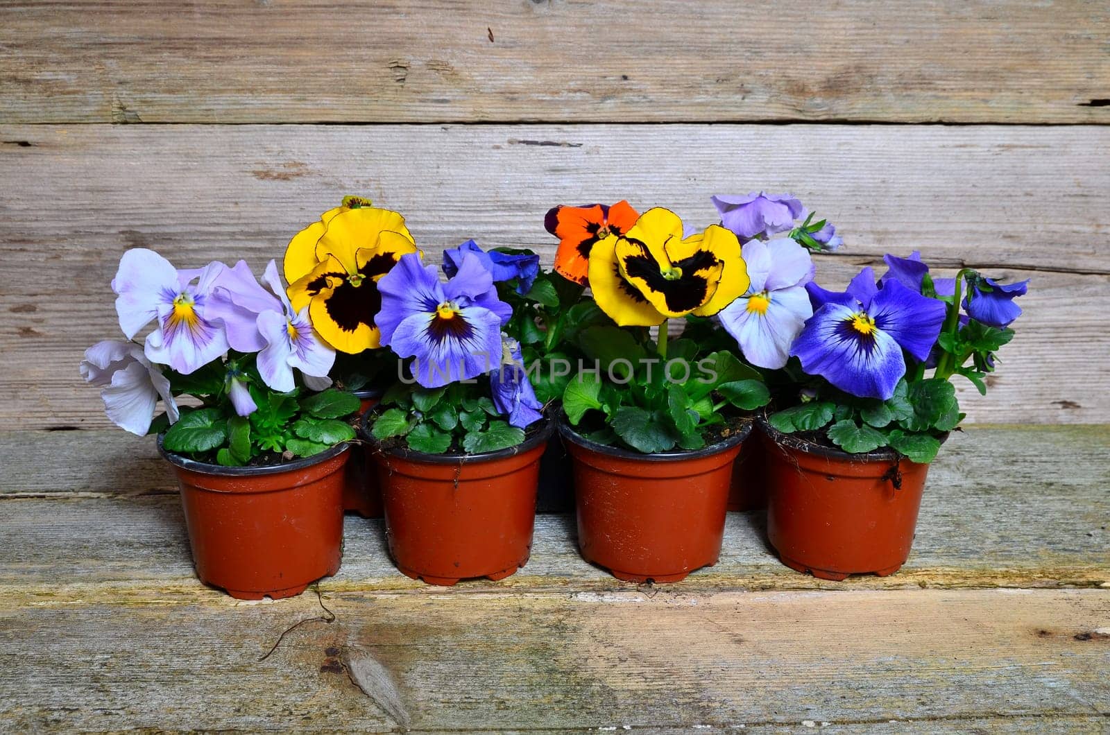 Spring Flowers Wood Background