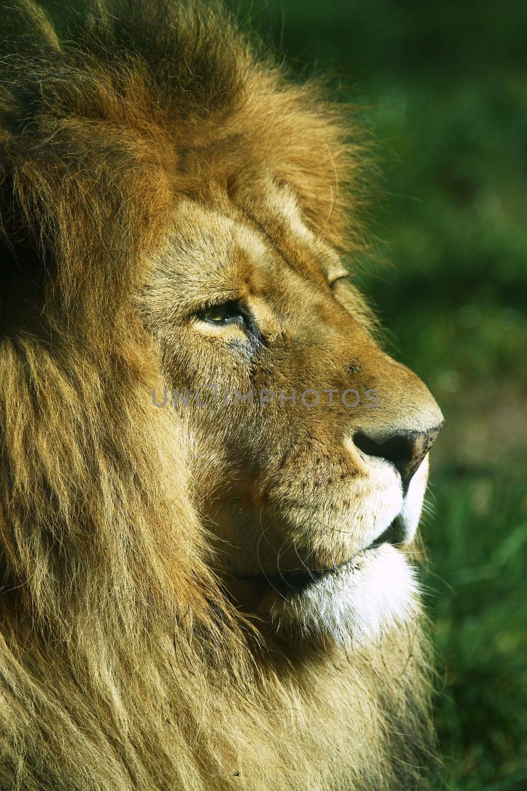 LoewenPortrait