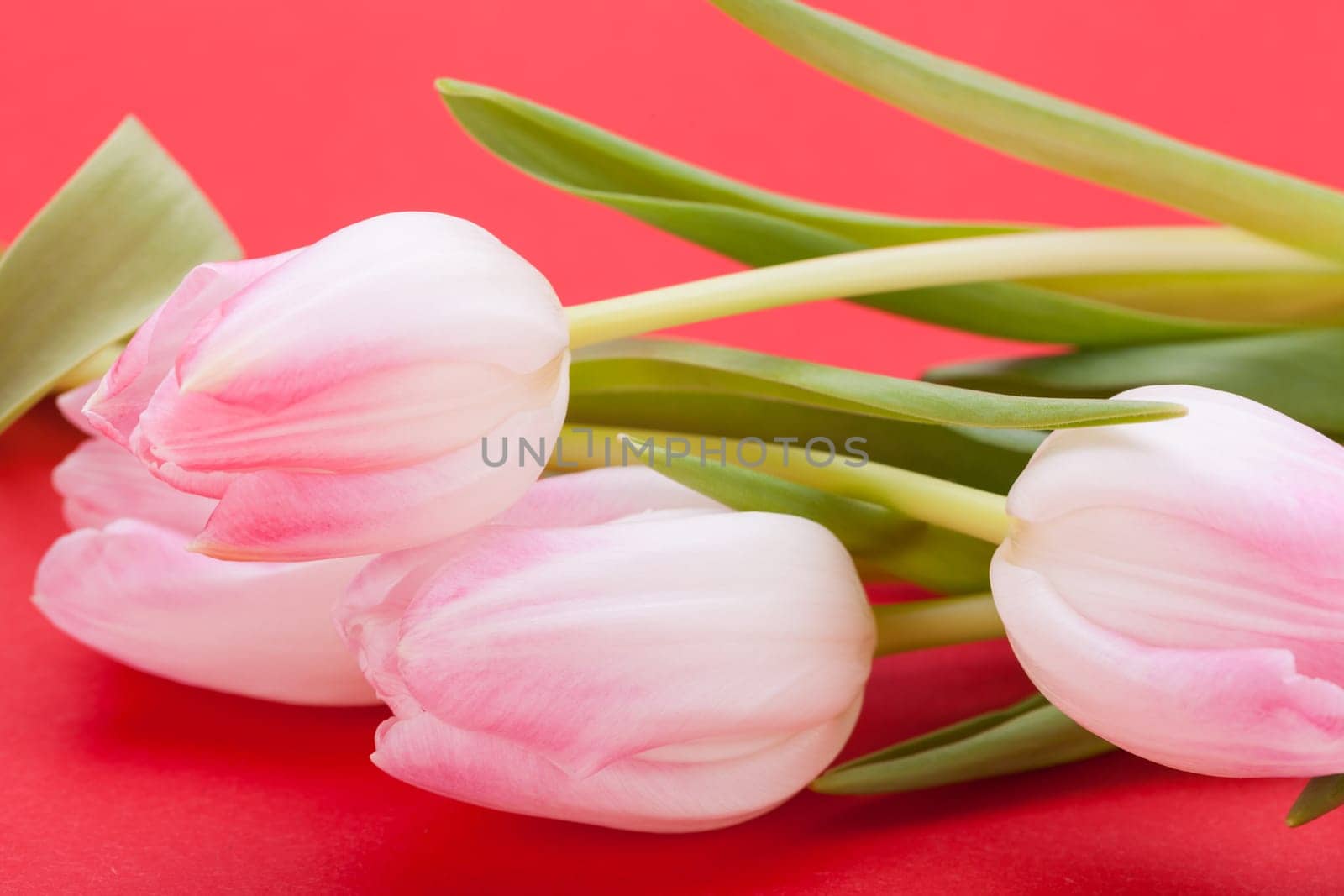 Pink tulips isolated as a close-up as postcard for Easter and Valentine's Day