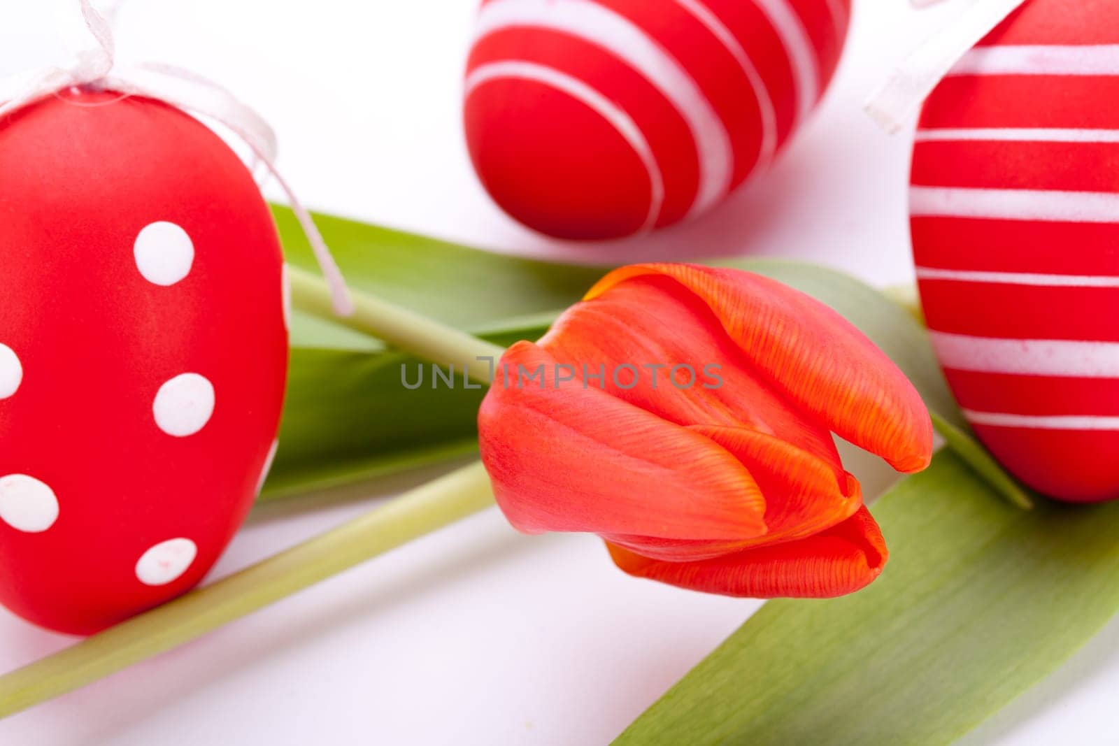 decorative red tulips season flowers at Easter decorated with Easter eggs insulated against white background