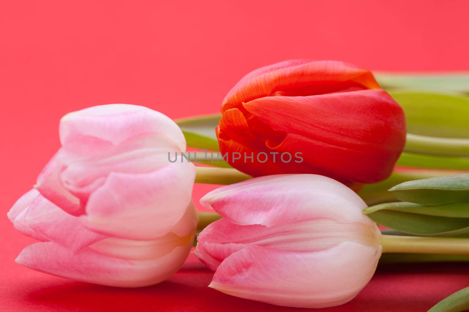Pink tulips isolated as a close-up as postcard for Easter and Valentine's Day