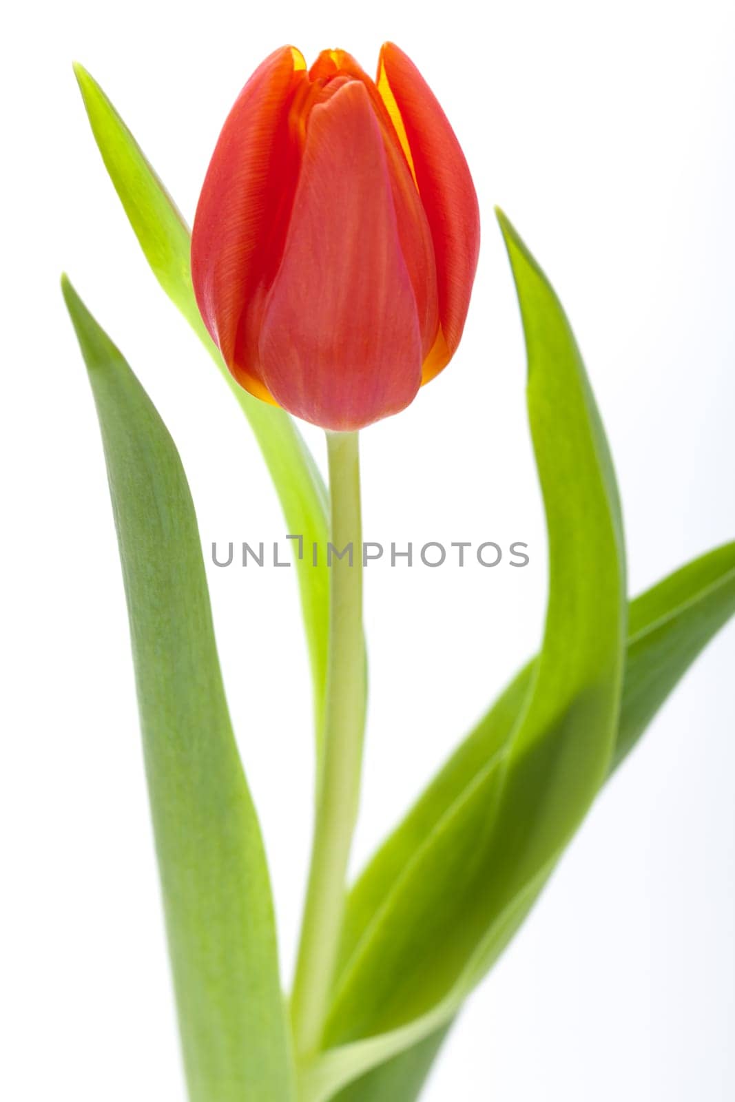 Beautiful fresh red tulips as bouquet isolated for Easter and Valentine's Day