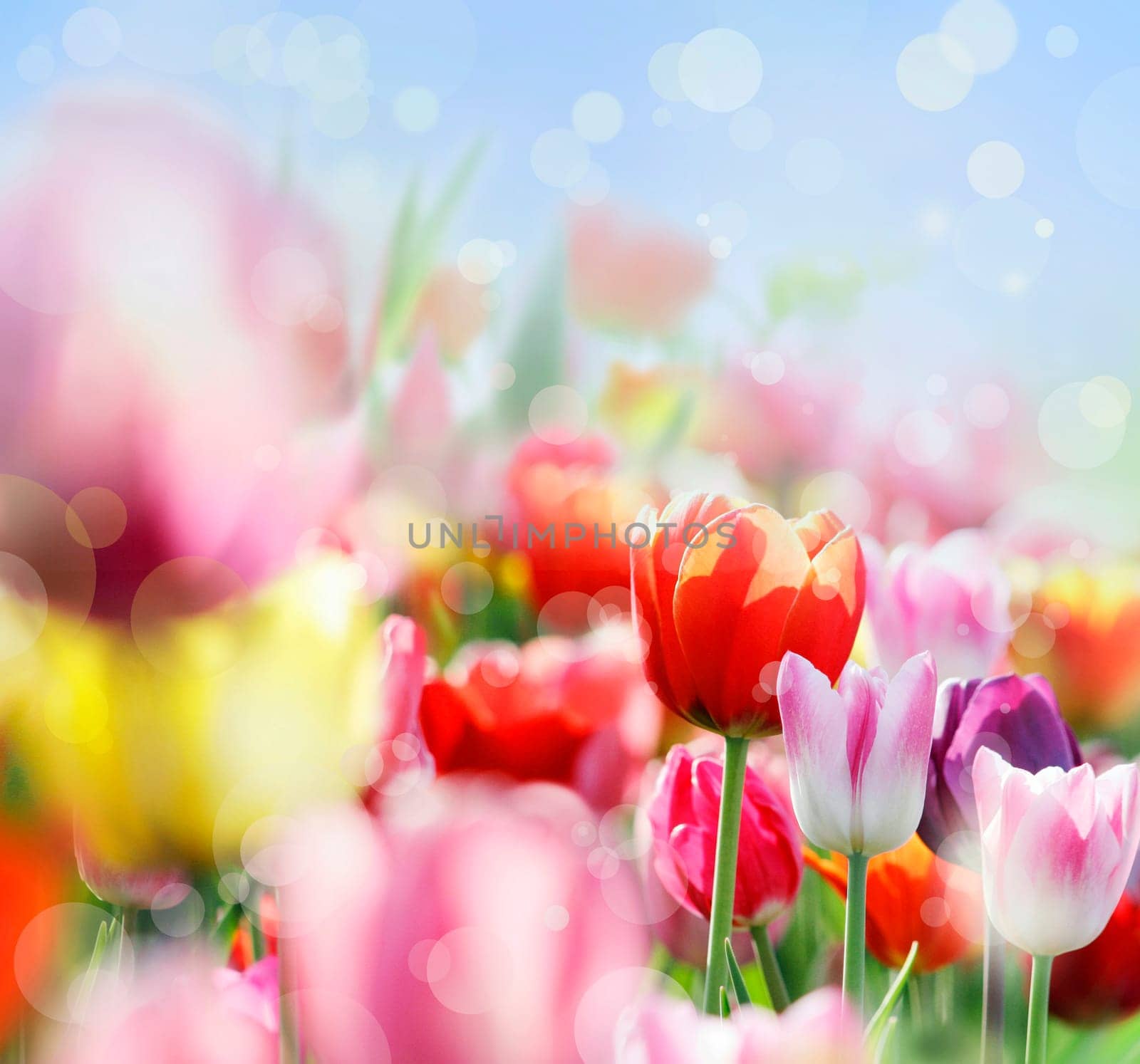 colorful blooming tulips,lower saxony