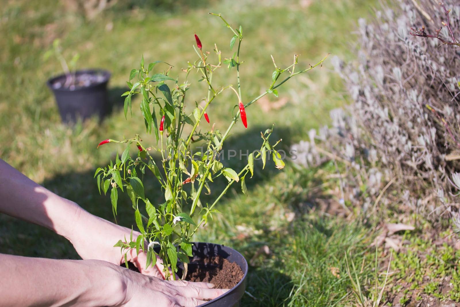 Woman is transplanting chili peppers in a pot outdoors.