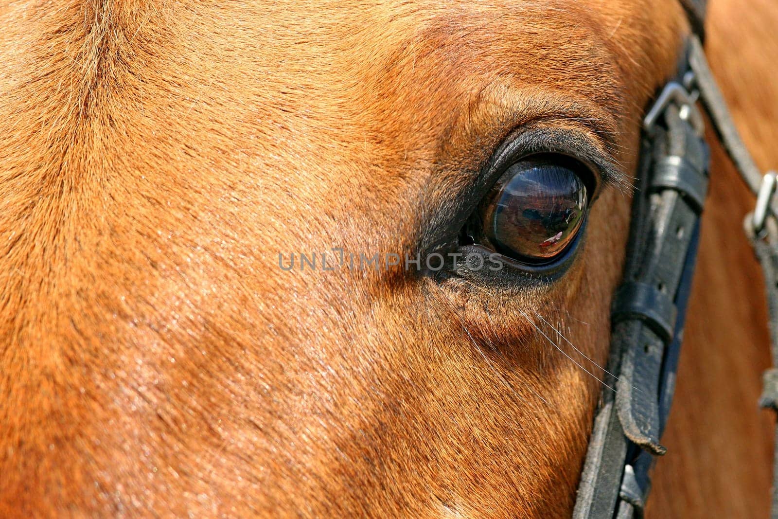 Close-up view of the horse's head. Focused on the eyeball.