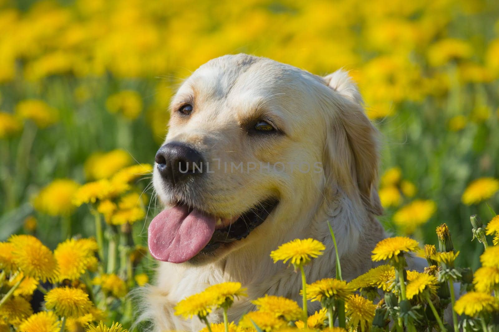 Head of Golden Retriever on blooming dandelion meadow.