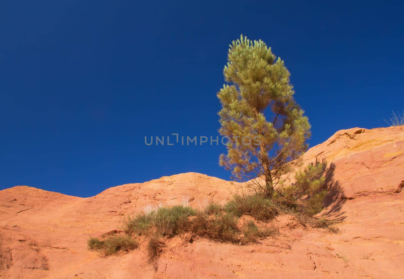 Lonely pine on the ocher hill, which has an orange color. Blue sky in the background. (Le Colorado Provencal de Rustrel, France).