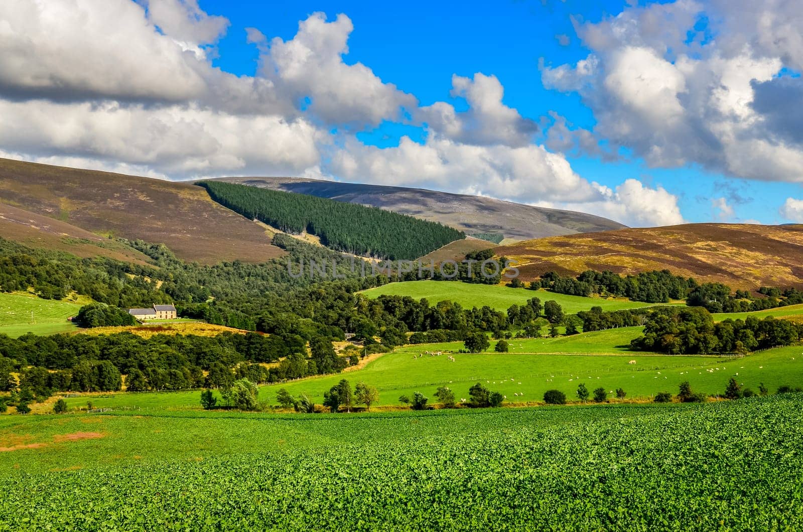 Scenic landscape view of Scottish highlands meadows near Cairngnorms NP, United Kingdom