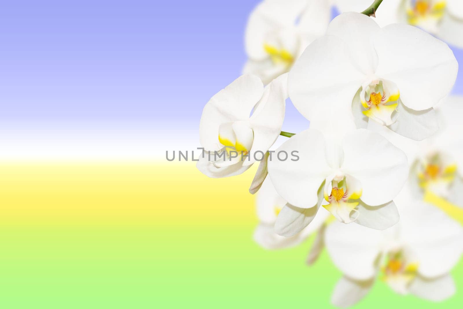 Pure white orchid flowers on natural blurred gradient background with copy-space