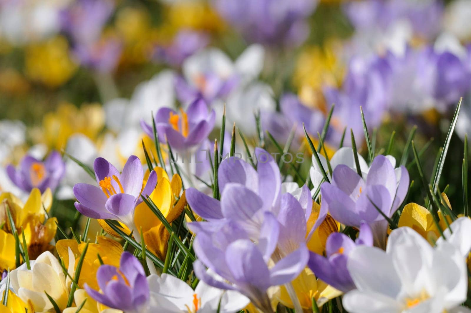 spring crocus