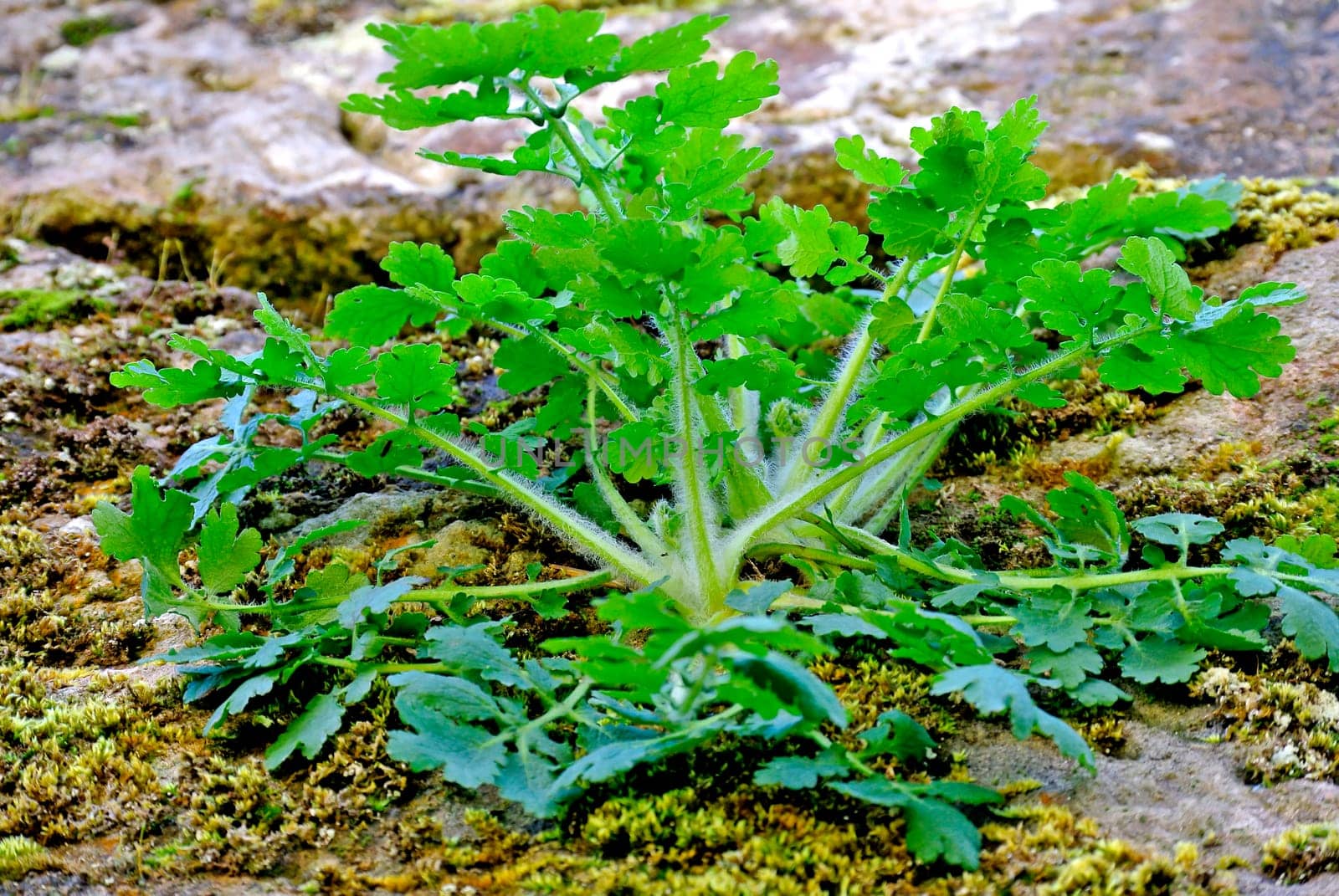 Celedweed,Chelidonium majus