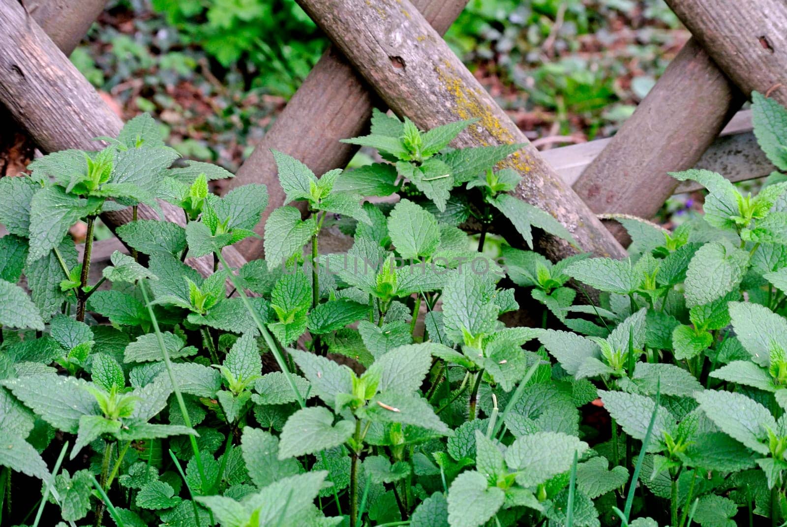 Nettle at the garden fence