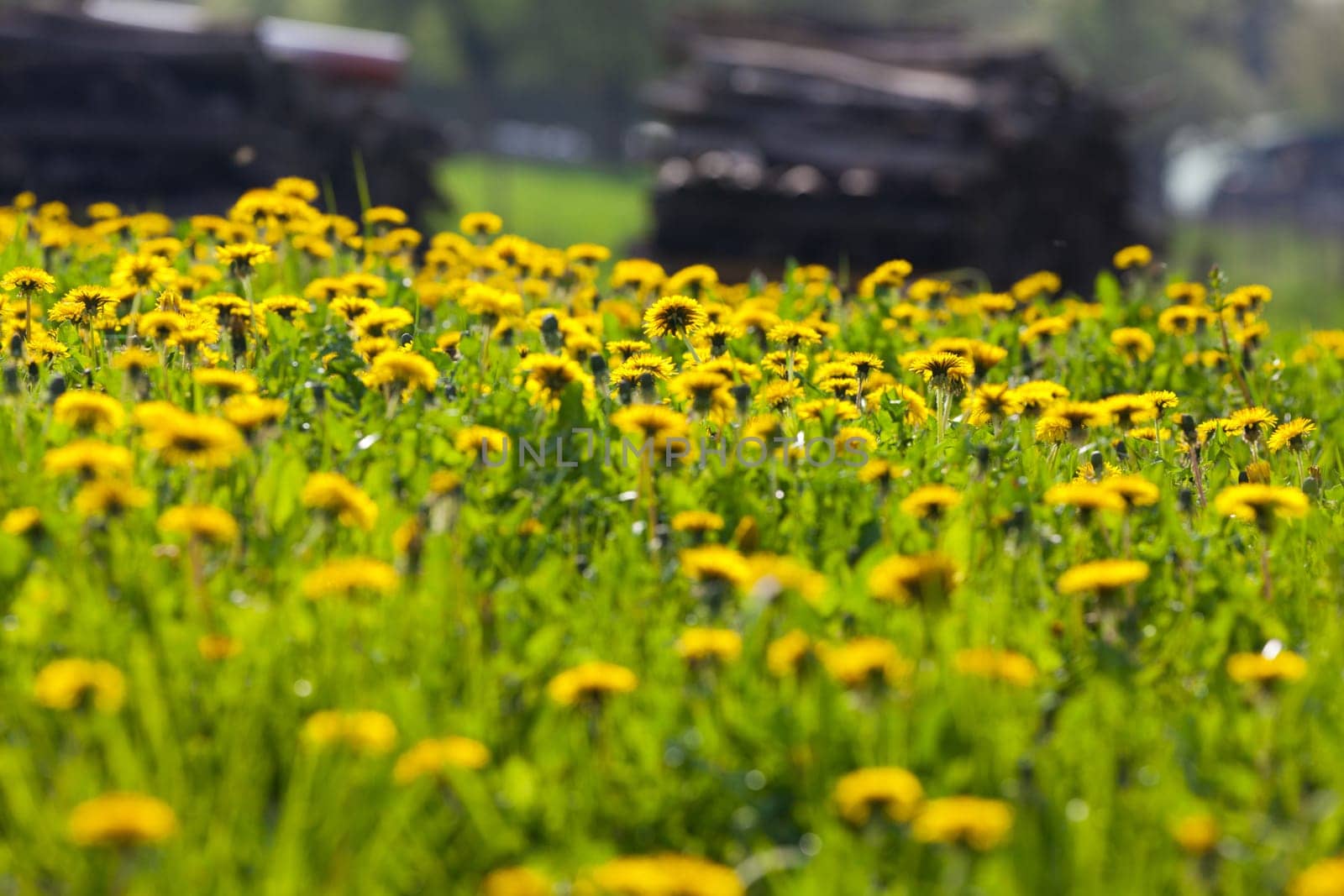 Beautiful meadow of dandelion in summer
