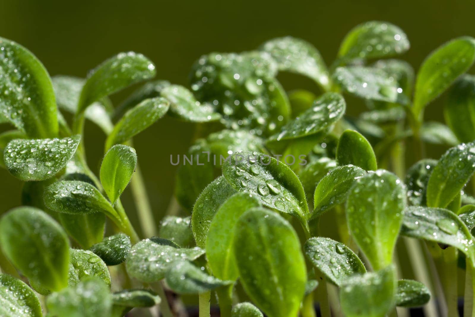 Many seedlings of the Borretsch herb plant in the garden