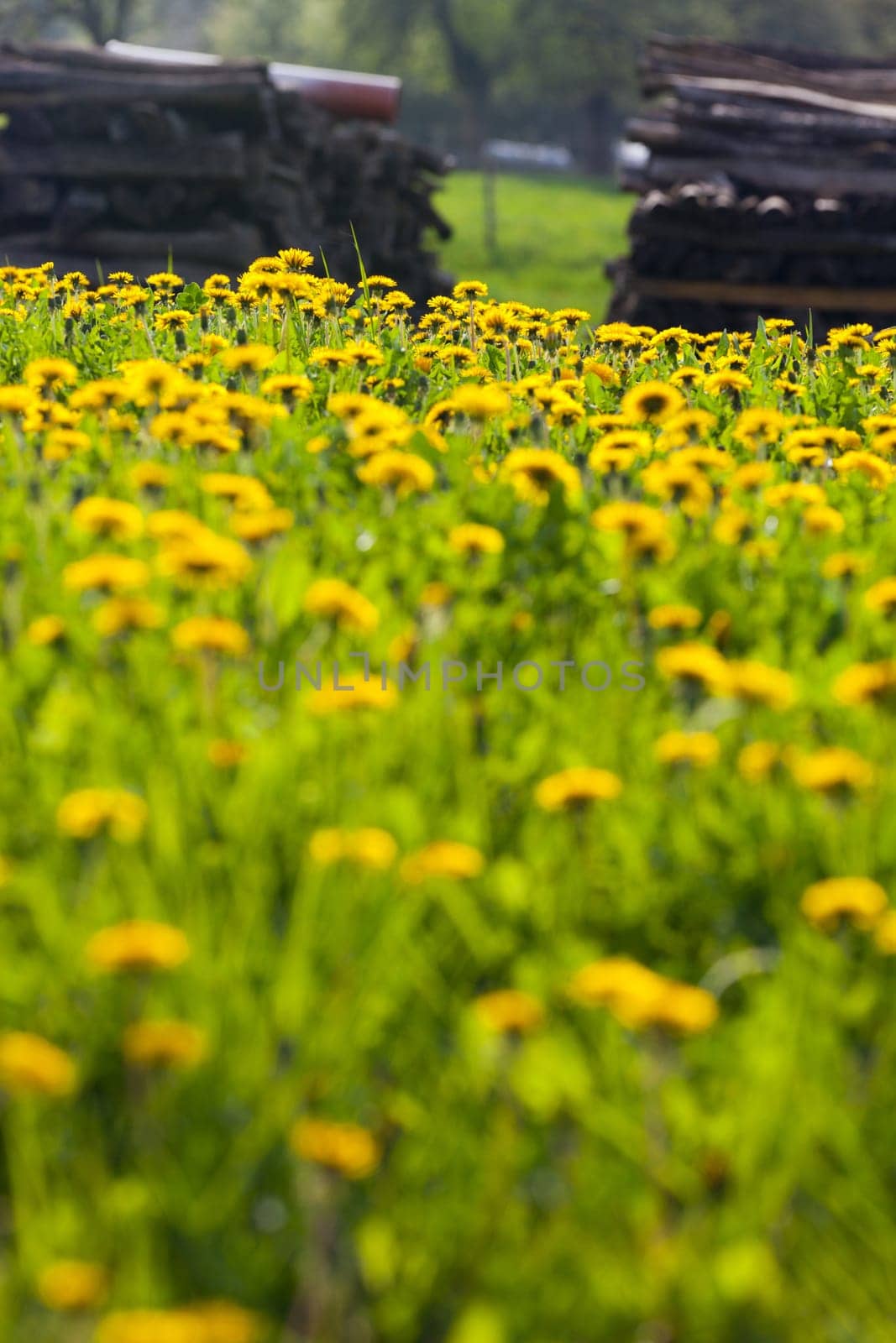 Looks over a dandelion meadow in summer
