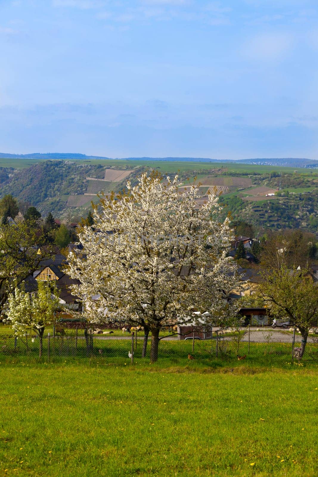 Cherry tree in front of hilly landscape