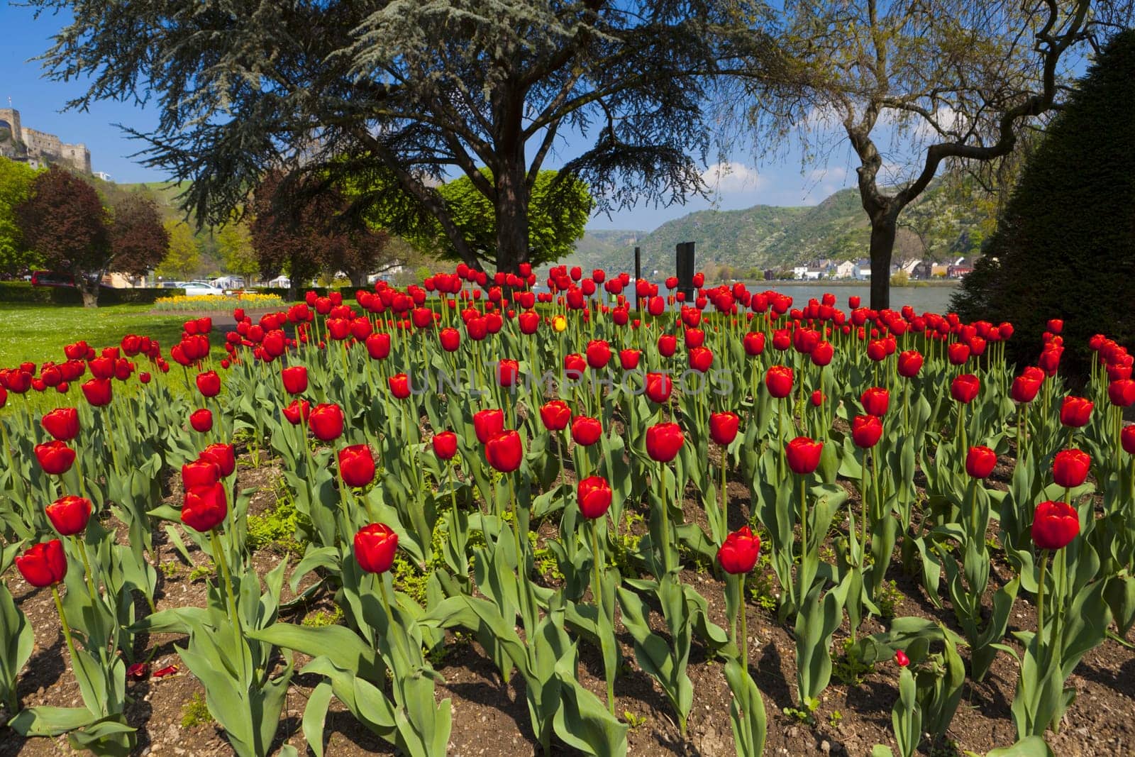 Many red tulips in the park on the Rhine in St. Goar