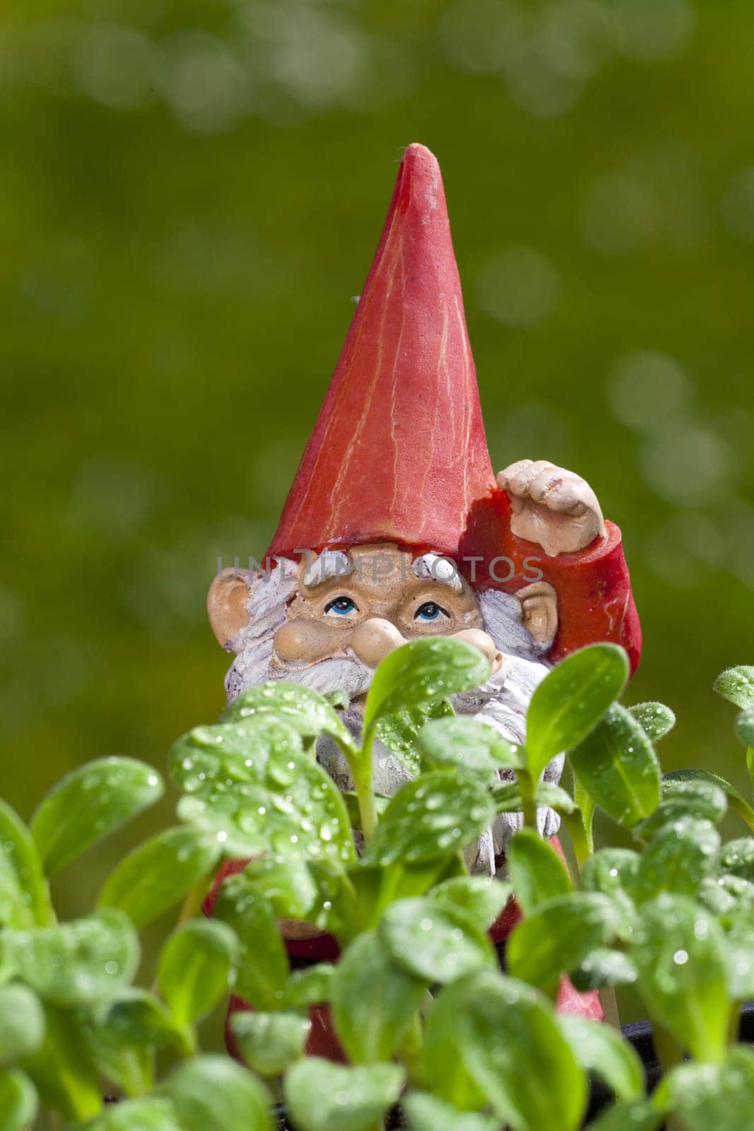 Garden gnome stands in the garden behind Borretsch