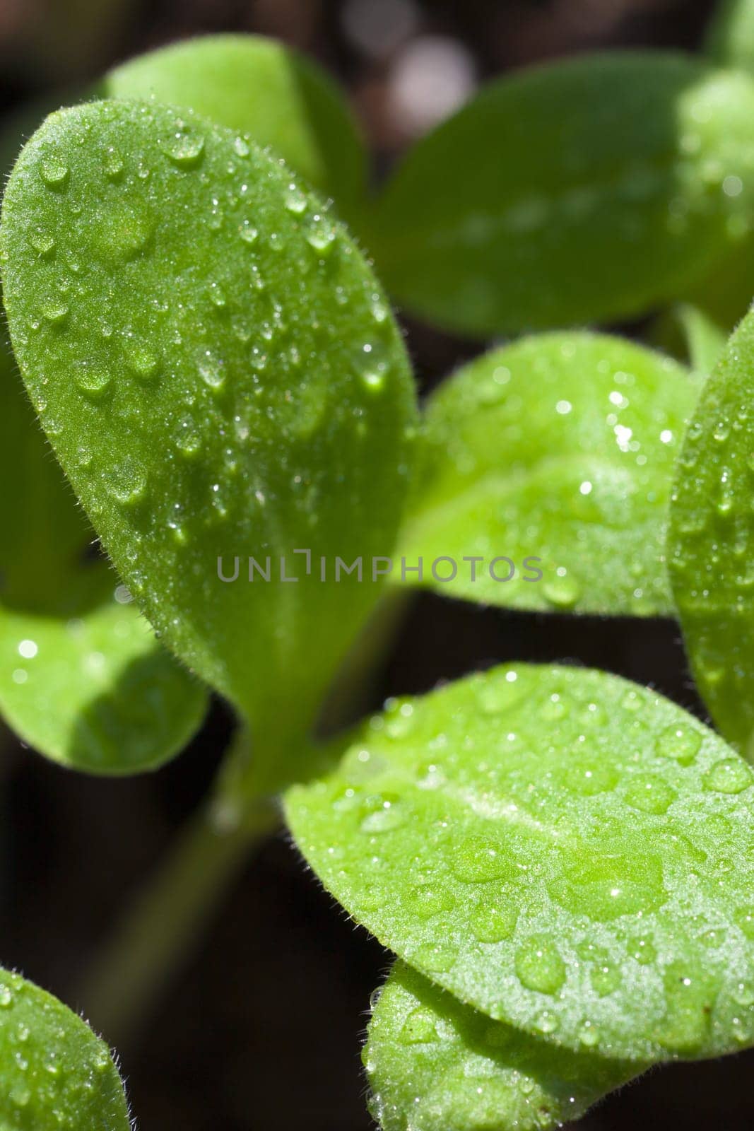 Macro-absorption from the seedling of the borage plant