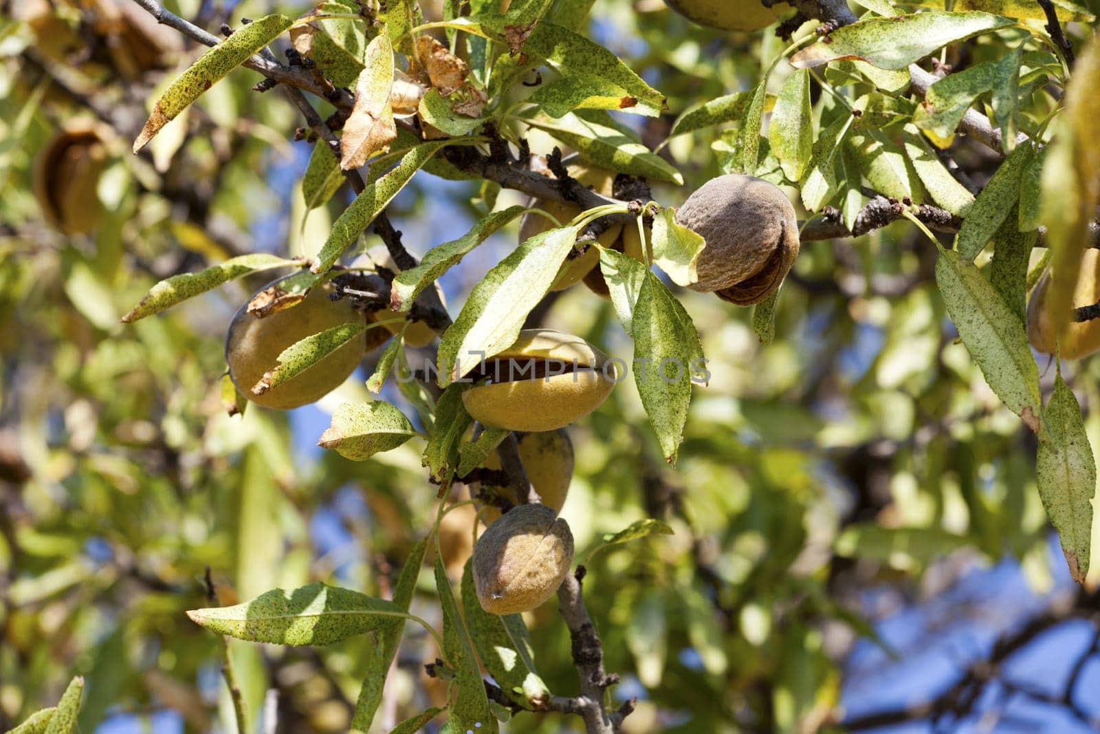 Mature almond fruits on the tree
