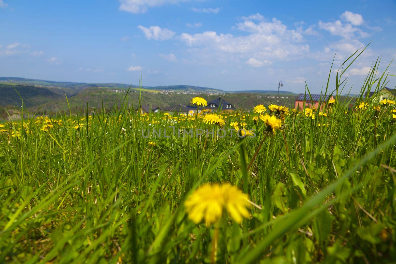 View into the valley over a dandelion meadow in summer