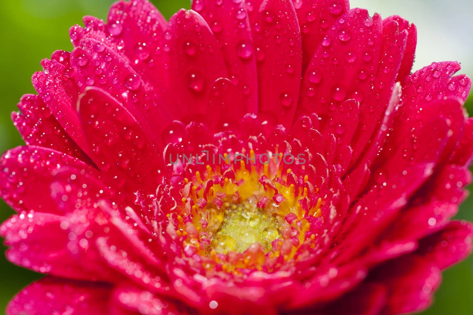 Macro absorption Gerbera flower with water drops