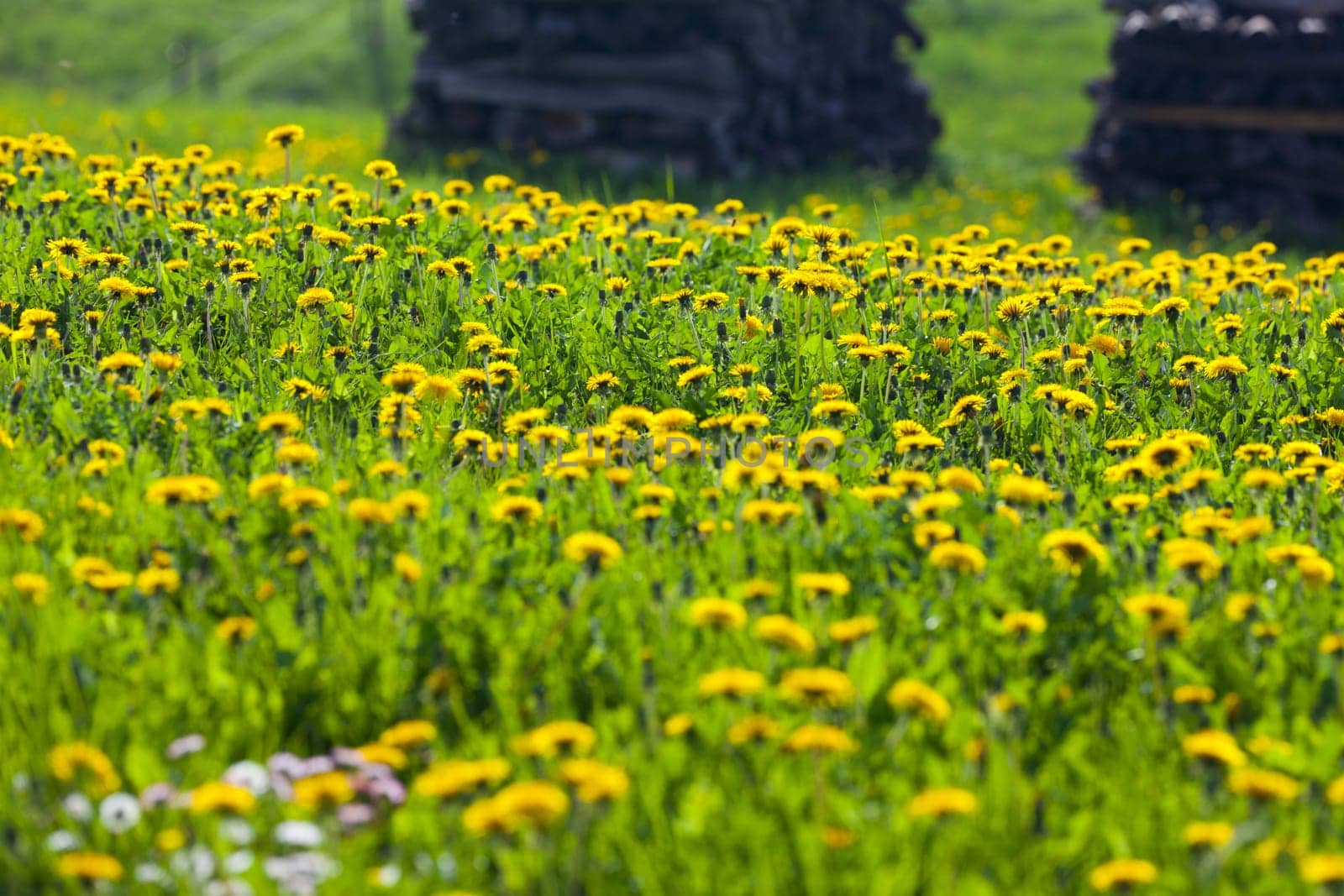 Dandelion summer meadow in the backlight