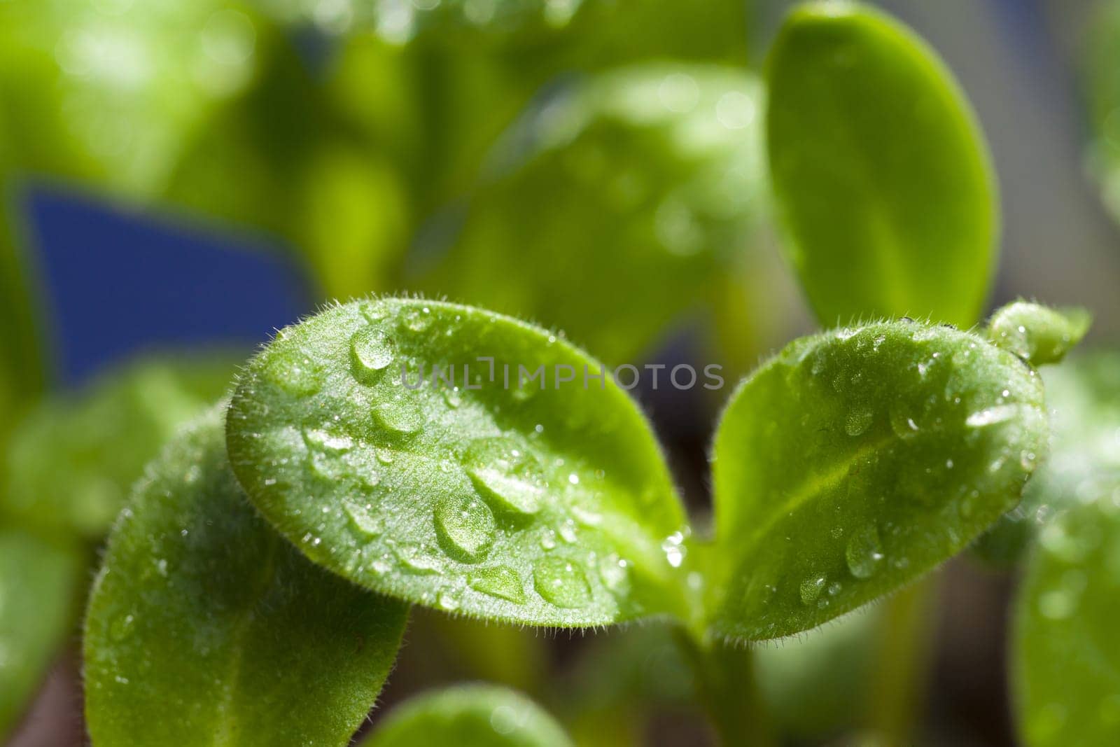 Macro absorption of borage plant with water drops
