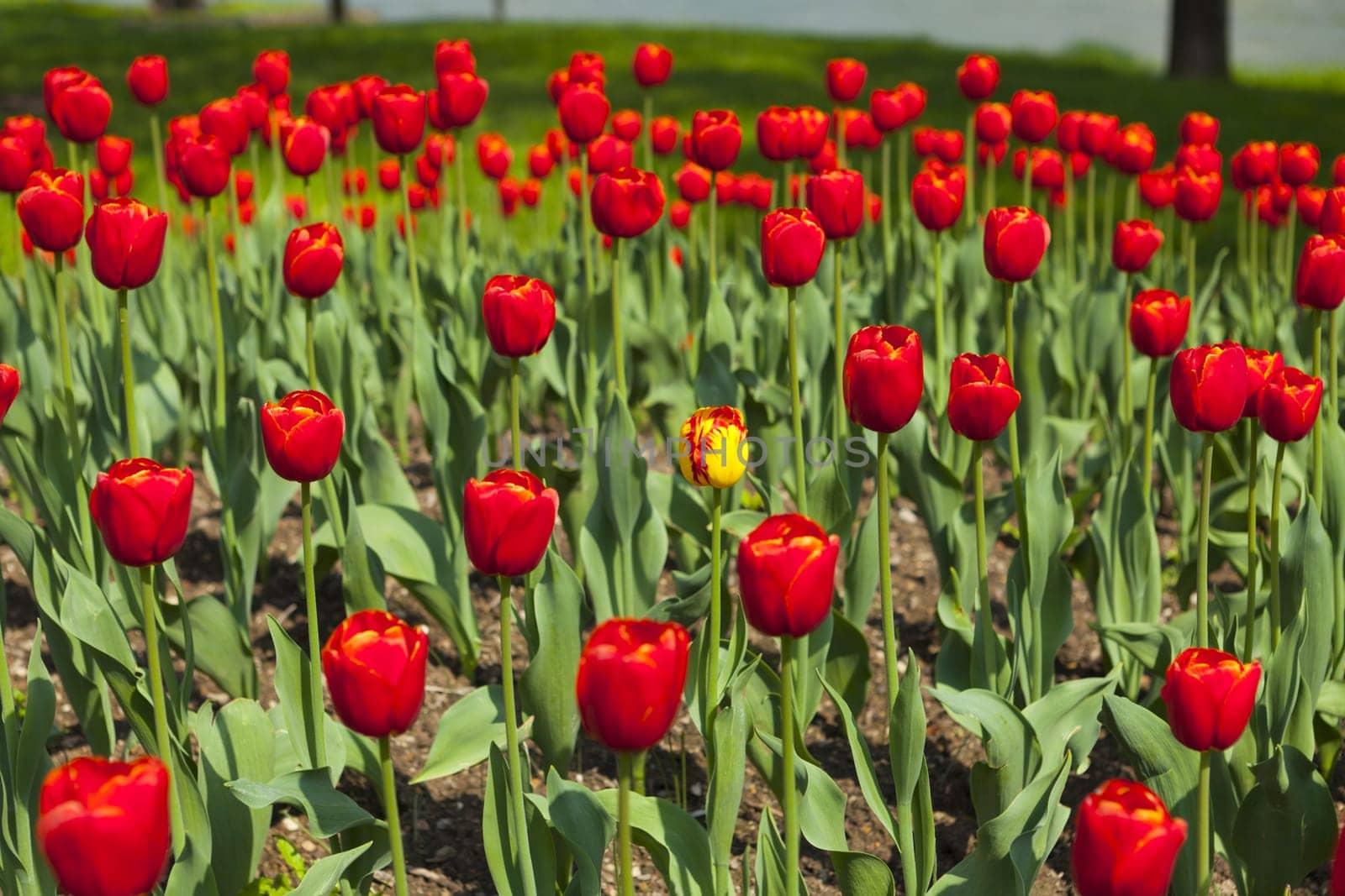 View over a beautiful tulip bed