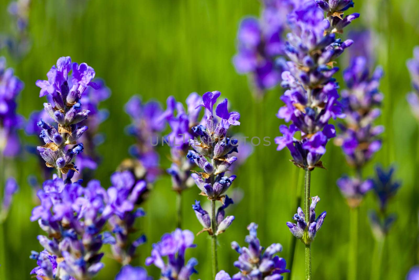 Beautiful Lavender flowers blooming in a field