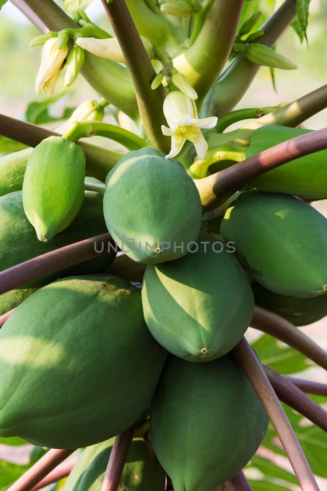 Papaya tree,fruit with flowering in portrait format