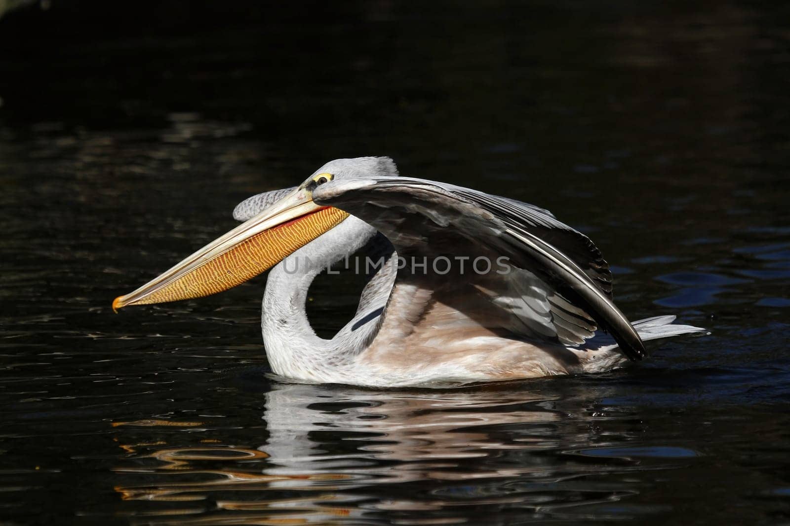 Pelican