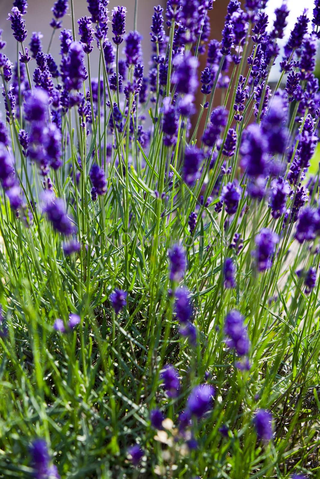 Fresh growing lavender in a Formal Garden