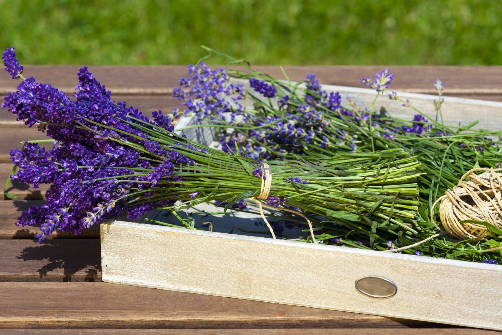 Freshly harvested lavender on wooden Tray in the garden