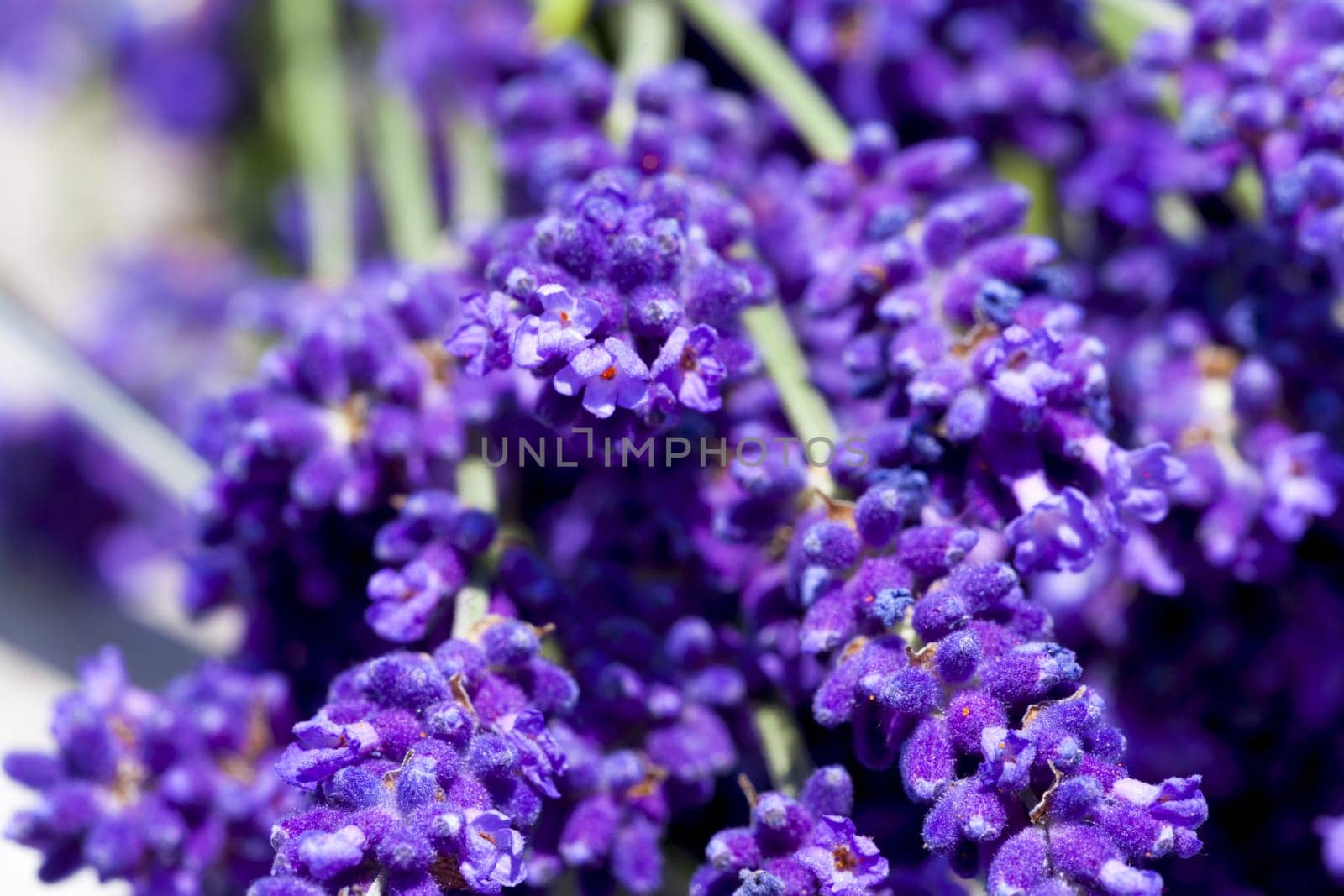 Macro shot of beautiful luminous lavender flowers