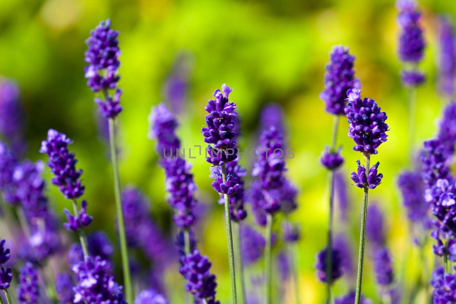 Beautiful purple lavender flowers blooming in a field