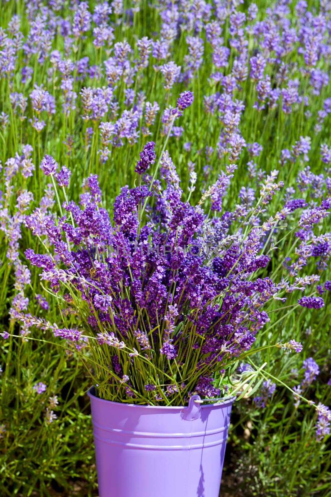 Metal bucket with lavender stands in front of lavender flowers
