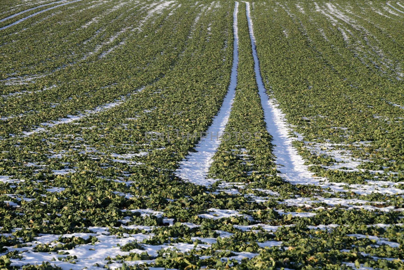 Leftover snow in the lanes of a field