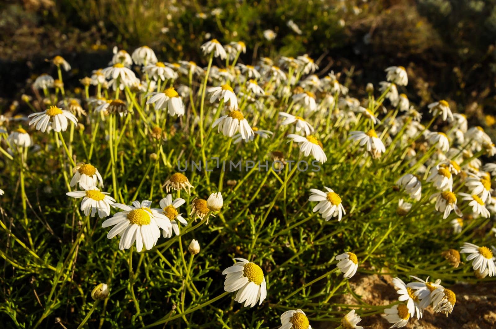 Some Fresh Yellow and White Camomilla Daisy Flowers