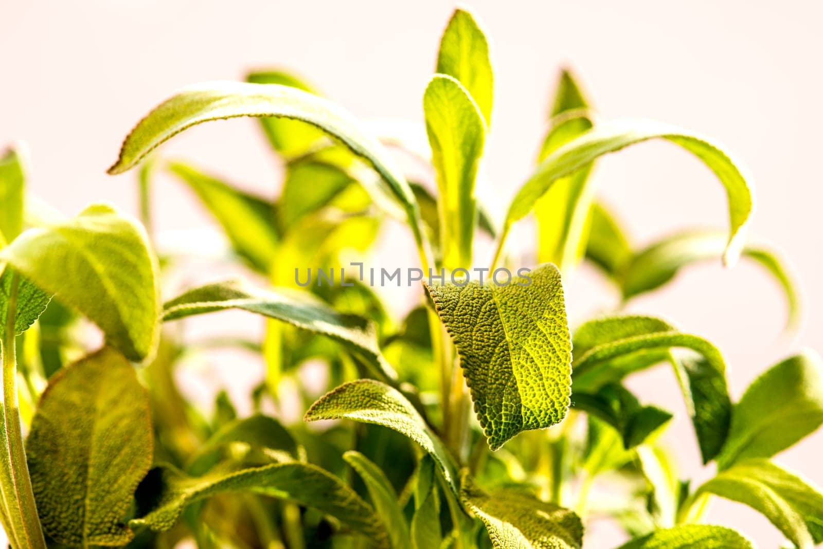 Sage,Salvia officinalis
