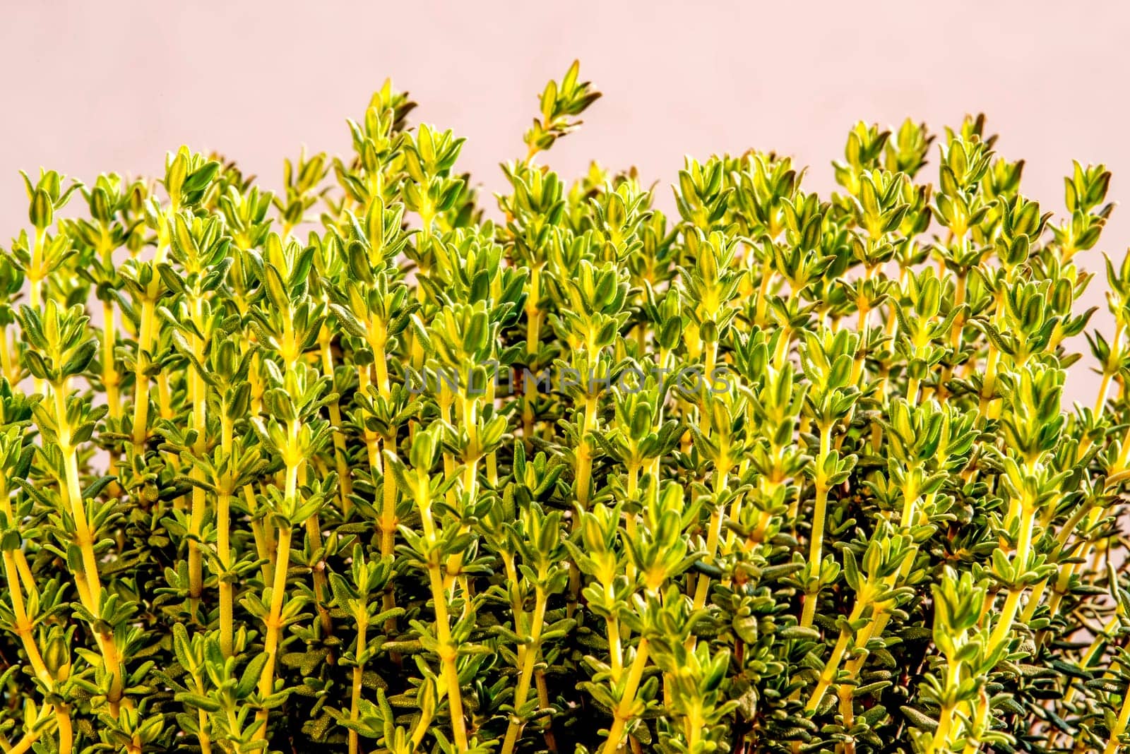 Thyme