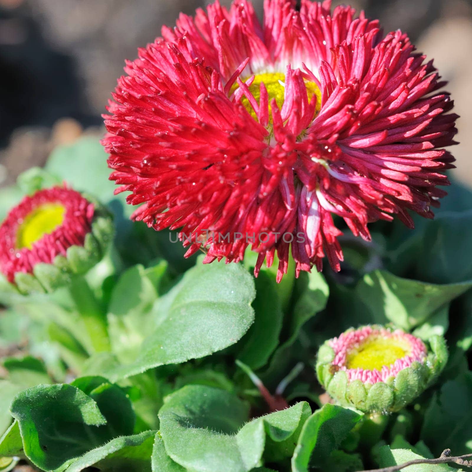 Daisy hybrid