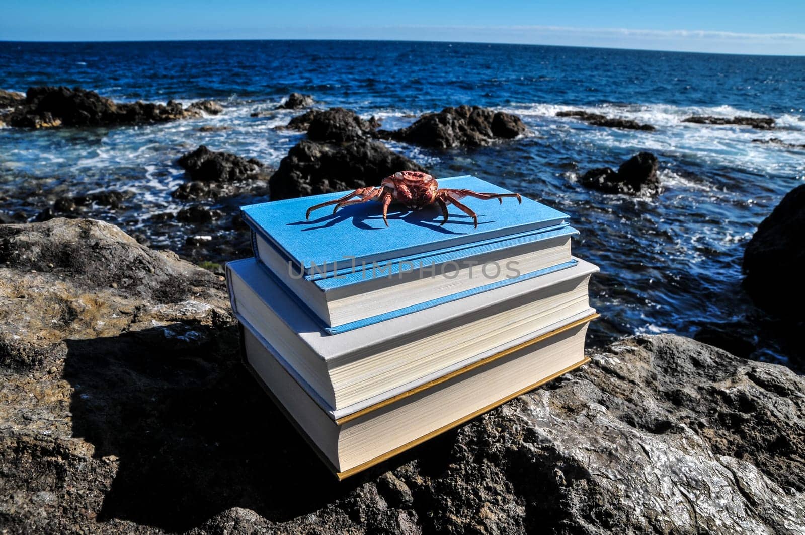 Orange Crab and Blue Books on the Volcanic Rocks